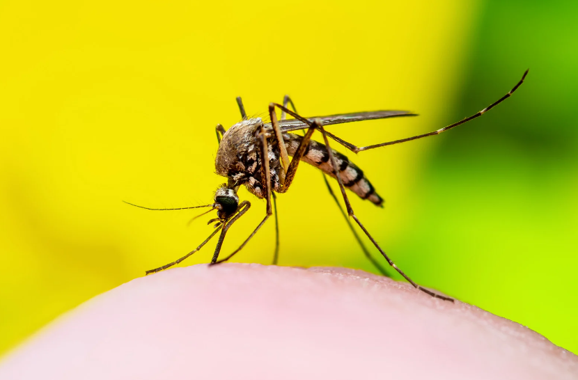 São Paulo promove semana de mobilização contra a dengue